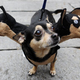 Illustration for article titled Help me Internet shop ETA Cute pics as bribery/payment